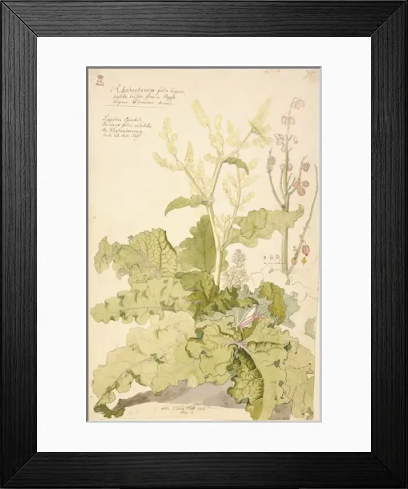 Framed Print : Rheum x rhbarbarum, rhubarb Framed Print : Rheum x rhbarbarum, rhubarb