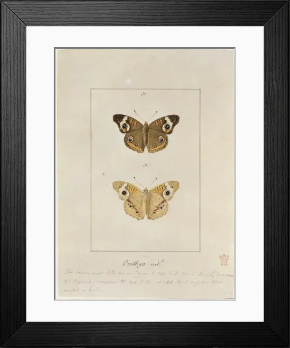 Framed Print : Papilio orithya, American peacock butterfly Framed Print : Papilio orithya, American peacock butterfly