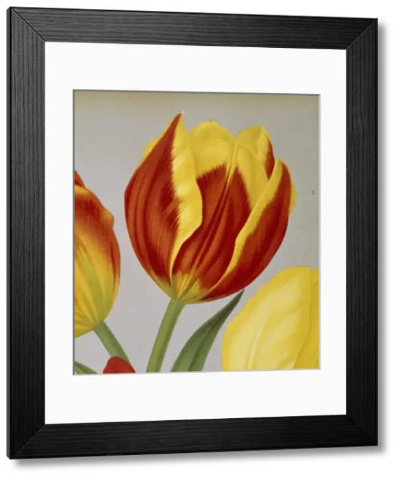 Framed Print : Tulipa keizerskroon, single early tulip Framed Print : Tulipa keizerskroon, single early tulip