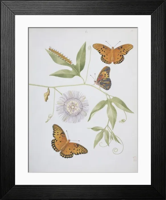 Framed Print : Nymphalis phalerati, silver spotted fritillary Framed Print : Nymphalis phalerati, silver spotted fritillary