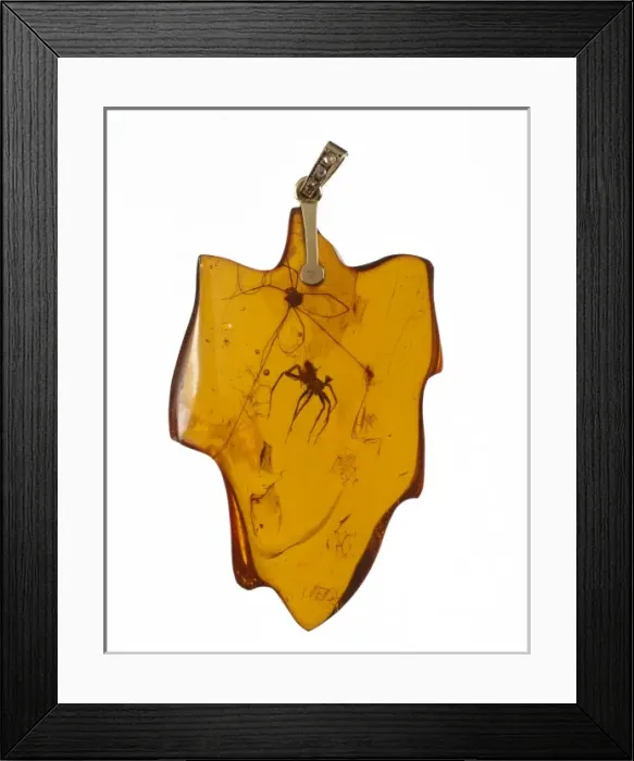 Framed Print : Arachnids in an amber pendant Framed Print : Arachnids in an amber pendant