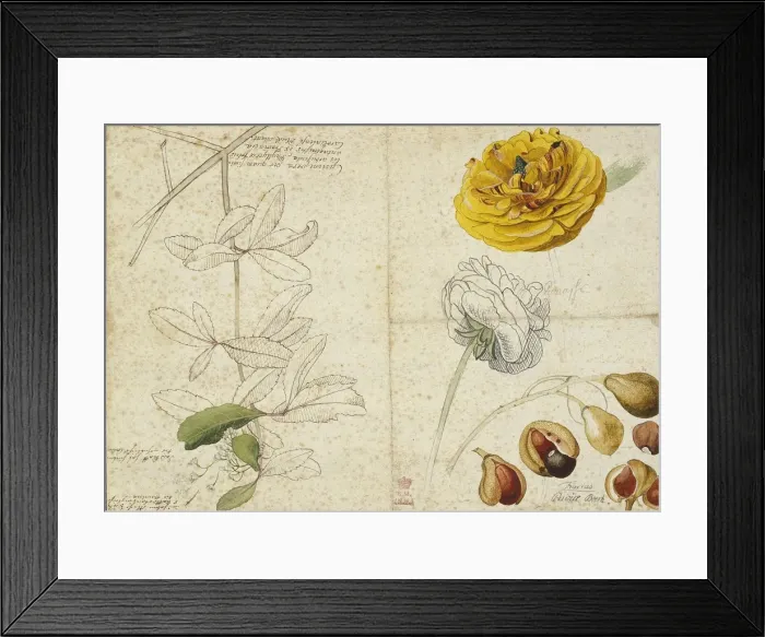 Framed Print : Ranunculus asiaticus (flower) Aesculus pavia (fruit) Viburnu Framed Print : Ranunculus asiaticus (flower) Aesculus pavia (fruit) Viburnu