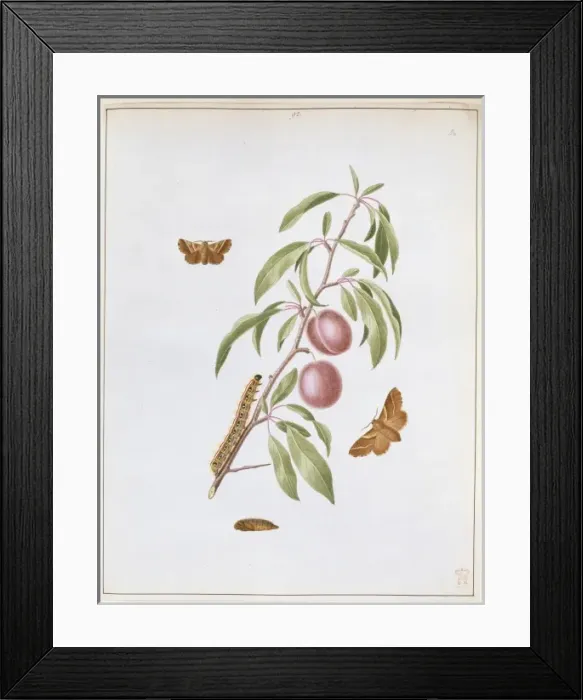Framed Print : Malacosoma castrense, plum lackey moth Framed Print : Malacosoma castrense, plum lackey moth