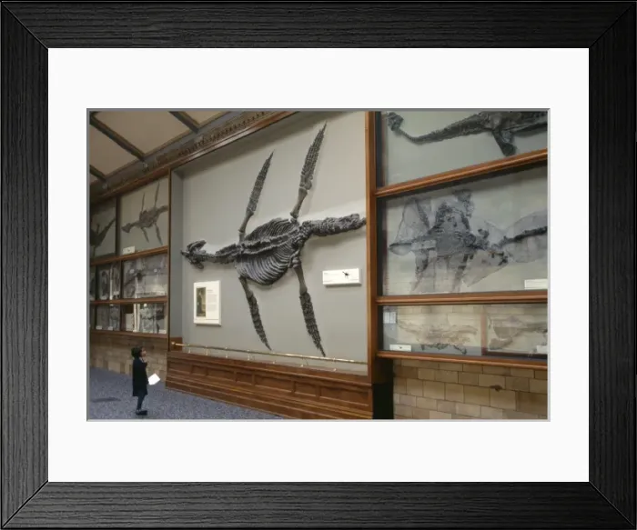 Framed Print : Rhomaleosaurus cramptoni Framed Print : Rhomaleosaurus cramptoni