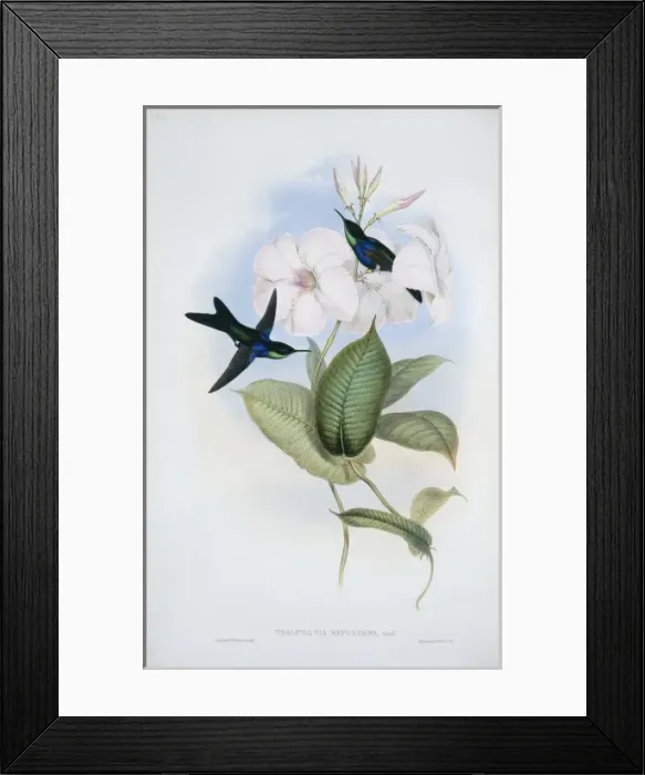 Framed Print : Hylonympha macrocerca, scissor-tailed hummingbird Framed Print : Hylonympha macrocerca, scissor-tailed hummingbird