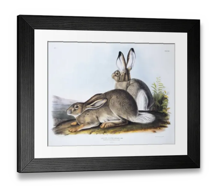 Framed Print : Lepus townsendii, white-tailed jack rabbit Framed Print : Lepus townsendii, white-tailed jack rabbit