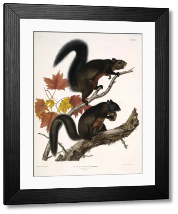 Framed Print : Tamiasciurus douglasii, Douglas squirrel Framed Print : Tamiasciurus douglasii, Douglas squirrel