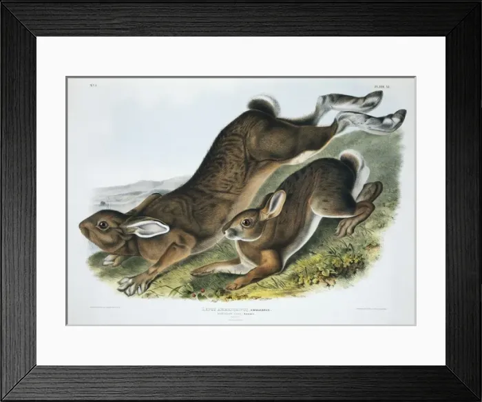 Framed Print : Lepus americanus, snowshoe hare Framed Print : Lepus americanus, snowshoe hare
