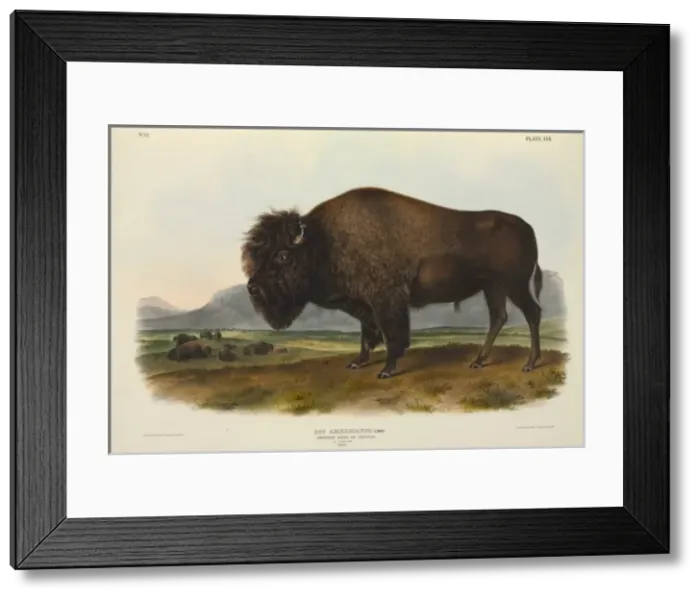 Framed Print : Bison bison, American bison Framed Print : Bison bison, American bison