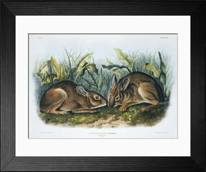 Framed Print : Sylvilagus palustris, marsh rabbit Framed Print : Sylvilagus palustris, marsh rabbit
