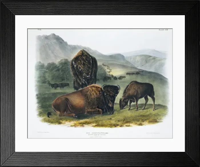 Framed Print : Bison bison, American bison Framed Print : Bison bison, American bison