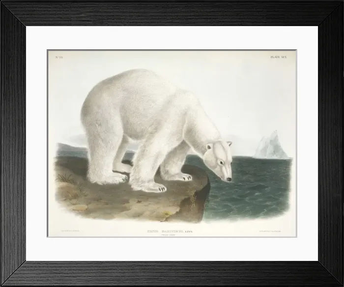 Framed Print : Ursus maritimus, polar bear Framed Print : Ursus maritimus, polar bear