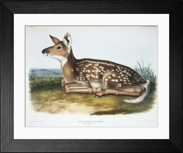 Framed Print : Odocoileus virginianus, white-tailed deer Framed Print : Odocoileus virginianus, white-tailed deer