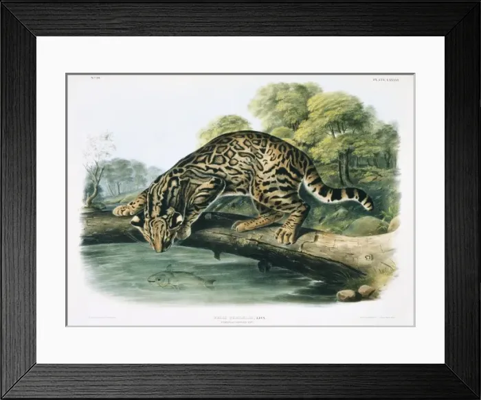 Framed Print : Leopardus pardalis, ocelot Framed Print : Leopardus pardalis, ocelot