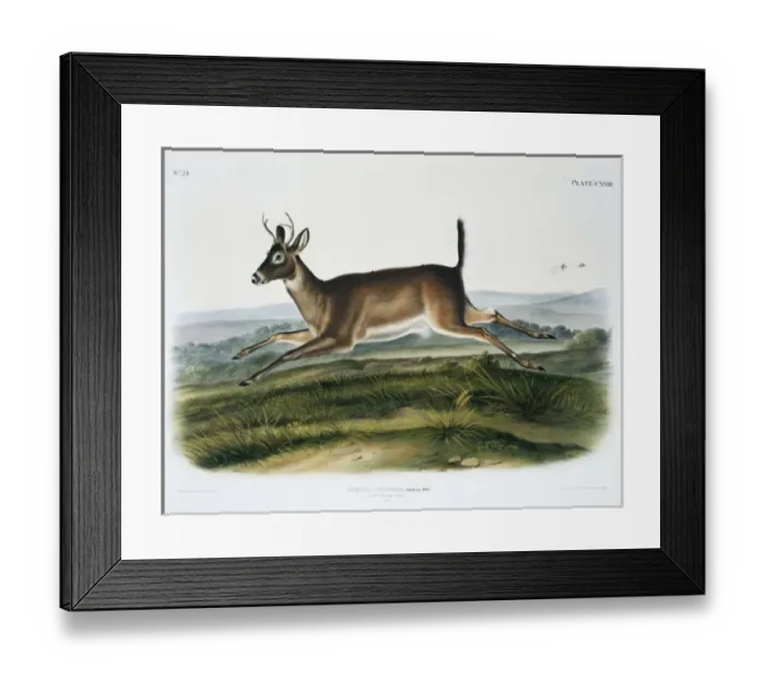 Framed Print : Odocoileus virginianus leucurus, Columbian white-tailed deer Framed Print : Odocoileus virginianus leucurus, Columbian white-tailed deer