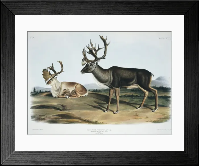 Framed Print : Rangifer tarandus, caribou Framed Print : Rangifer tarandus, caribou