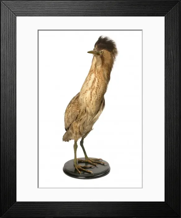 Framed Print : Botaurus stellaris, great bittern Framed Print : Botaurus stellaris, great bittern