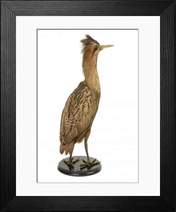 Framed Print : Botaurus stellaris, great bittern Framed Print : Botaurus stellaris, great bittern