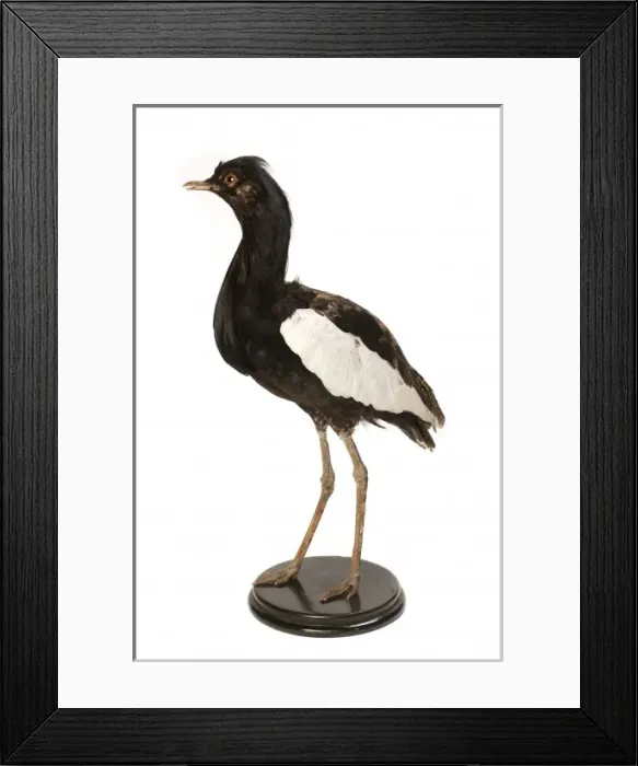 Framed Print : Houbaropsis bengalensis, Bengal florican Framed Print : Houbaropsis bengalensis, Bengal florican
