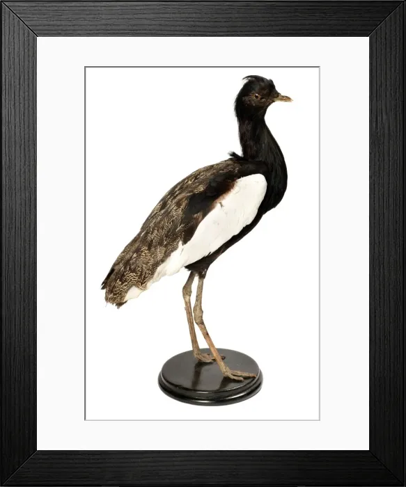 Framed Print : Houbaropsis bengalensis, Bengal florican Framed Print : Houbaropsis bengalensis, Bengal florican