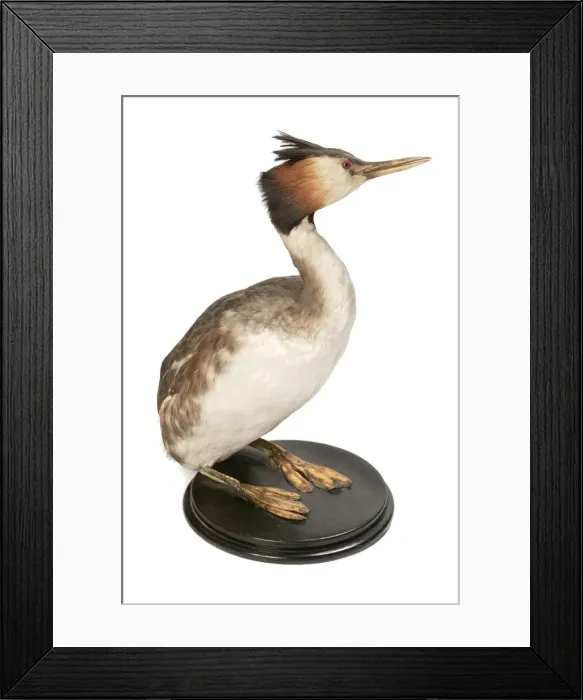 Framed Print : Podiceps cristatus, great crested grebe Framed Print : Podiceps cristatus, great crested grebe