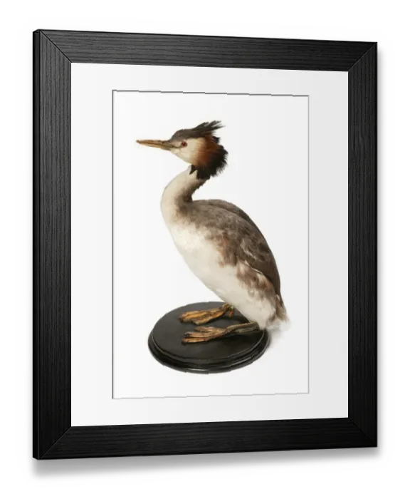 Framed Print : Podiceps cristatus, great crested grebe Framed Print : Podiceps cristatus, great crested grebe