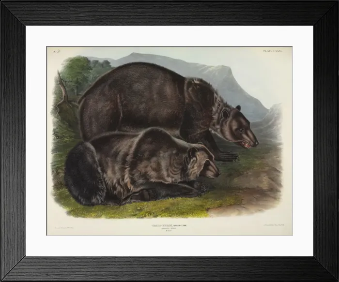 Framed Print : Ursus arctos, grizzly bear Framed Print : Ursus arctos, grizzly bear