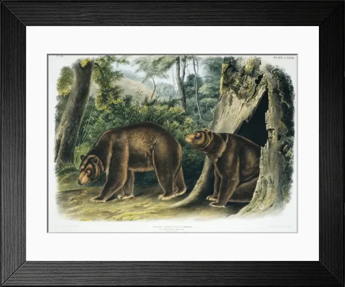 Framed Print : Ursus americanus, American black bear Framed Print : Ursus americanus, American black bear