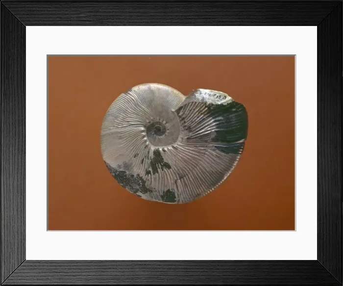 Framed Print : Maorites densicostatus, ammonite Framed Print : Maorites densicostatus, ammonite