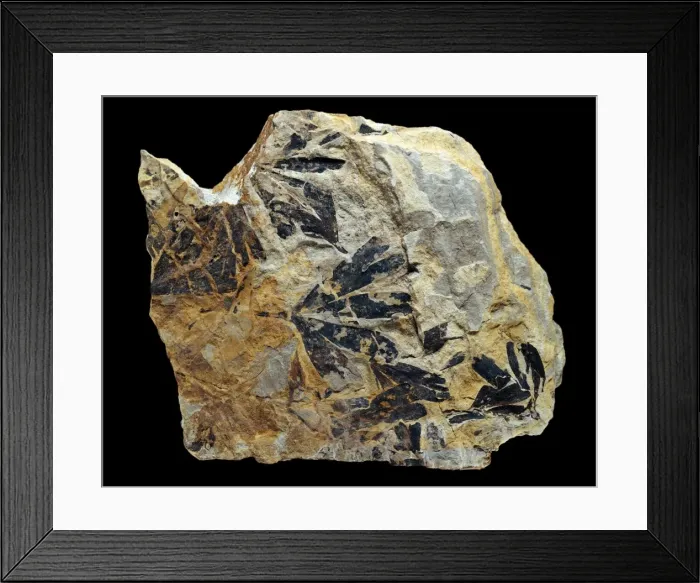Framed Print : Ginkgo huttonii, fossilised ginkgo leaves Framed Print : Ginkgo huttonii, fossilised ginkgo leaves