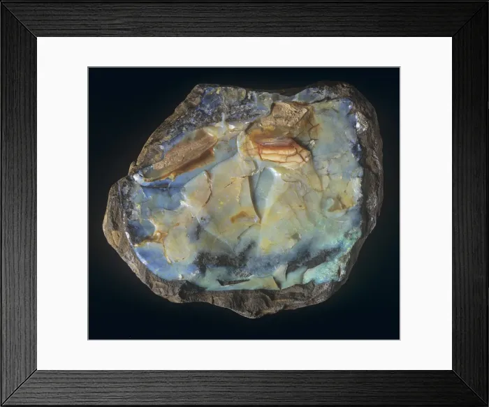 Framed Print : Black Opal cabochon Framed Print : Black Opal cabochon