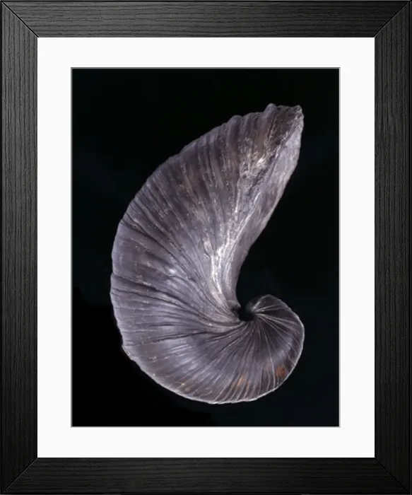 Framed Print : Gryphaea dilatata, devils toenail Framed Print : Gryphaea dilatata, devils toenail