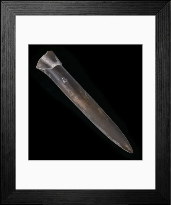 Framed Print : Cylindroteuthis oweni Pratt, thunderbolt Framed Print : Cylindroteuthis oweni Pratt, thunderbolt