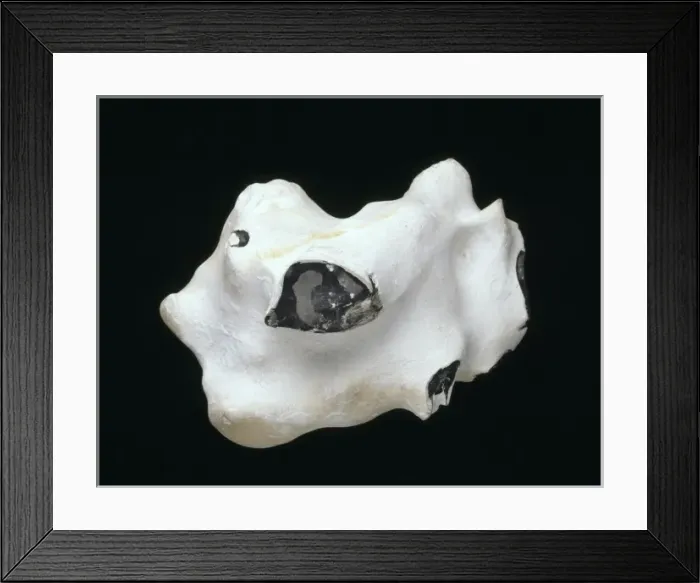 Framed Print : Flint nodule Framed Print : Flint nodule