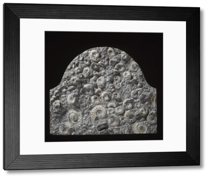 Framed Print : Fossil ammonites used as memorial stone Framed Print : Fossil ammonites used as memorial stone