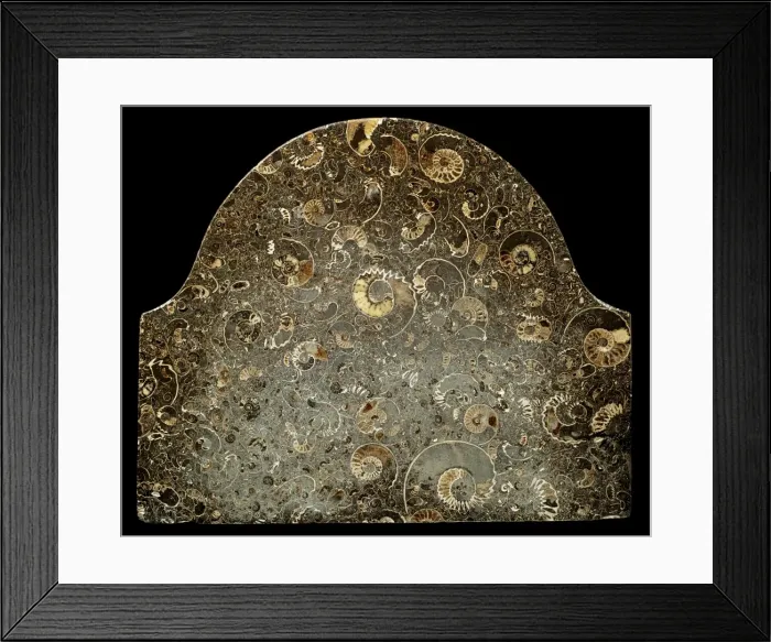 Framed Print : Fossil ammonites used as memorial stone Framed Print : Fossil ammonites used as memorial stone