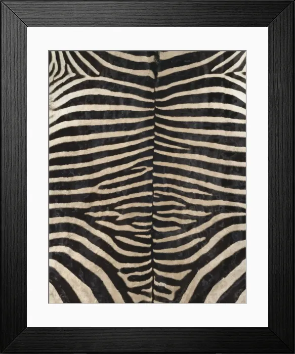 Framed Print : Equus zebra, zebra Framed Print : Equus zebra, zebra