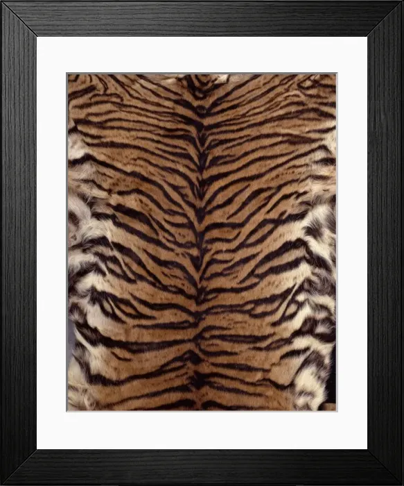 Framed Print : Panthera tigris sumatrae, Sumatran tiger Framed Print : Panthera tigris sumatrae, Sumatran tiger