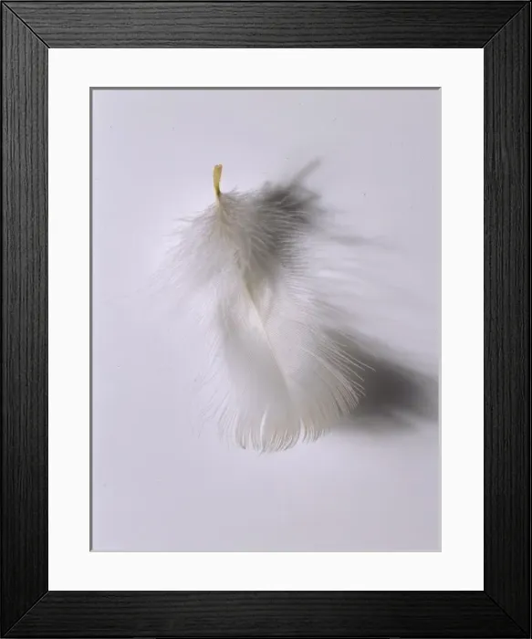 Framed Print : Fulmarus glacialis, northern fulmar feather Framed Print : Fulmarus glacialis, northern fulmar feather