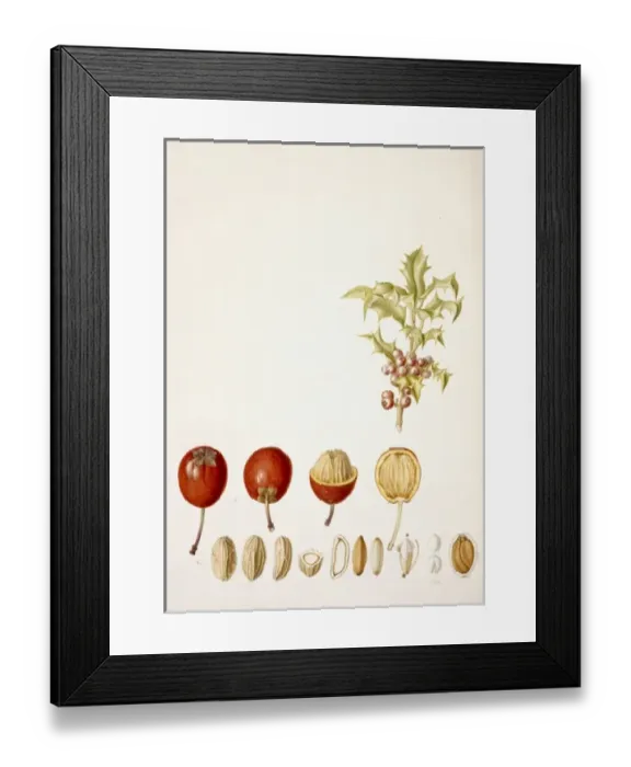 Framed Print : Ilex aquifolium, English holly Framed Print : Ilex aquifolium, English holly