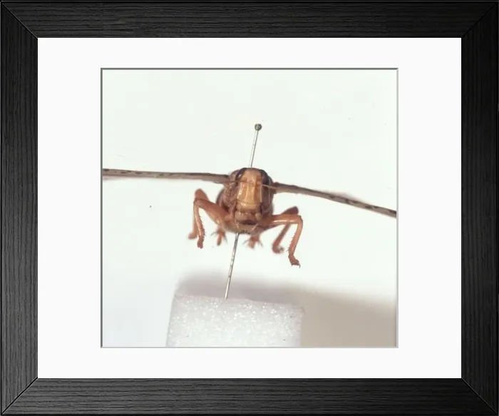 Framed Print : Schistocerca gregaria, desert locust Framed Print : Schistocerca gregaria, desert locust