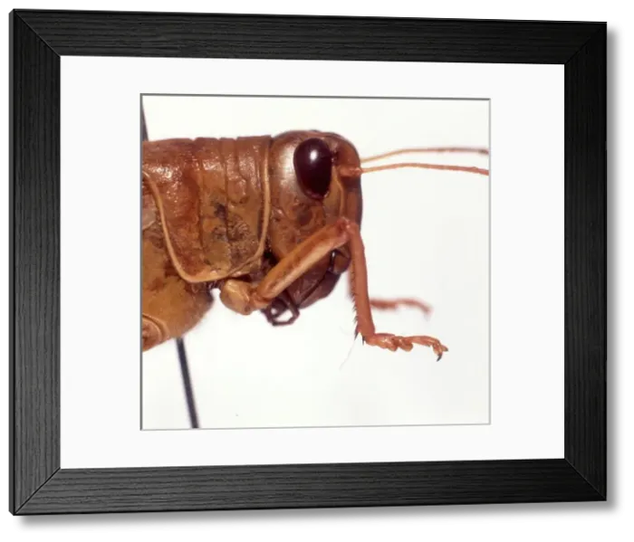 Framed Print : Schistocerca gregaria, desert locust Framed Print : Schistocerca gregaria, desert locust