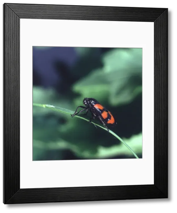 Framed Print : Cercopis vulnerata, black and red froghopper Framed Print : Cercopis vulnerata, black and red froghopper