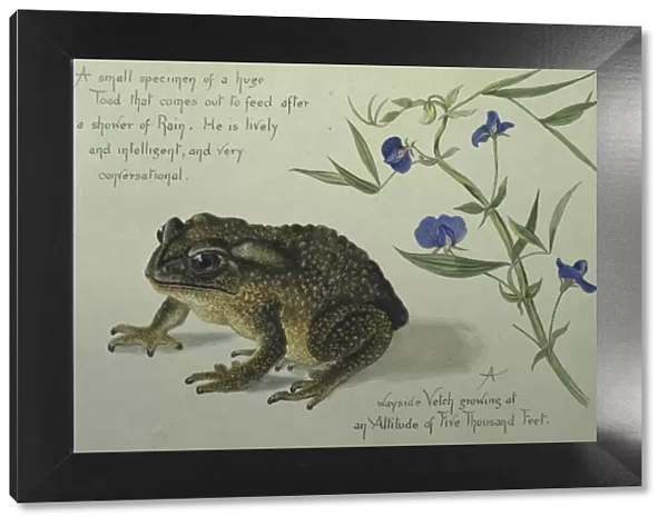 A Toad. Watercolour by Olivia Fanny Tonge 1858-1949