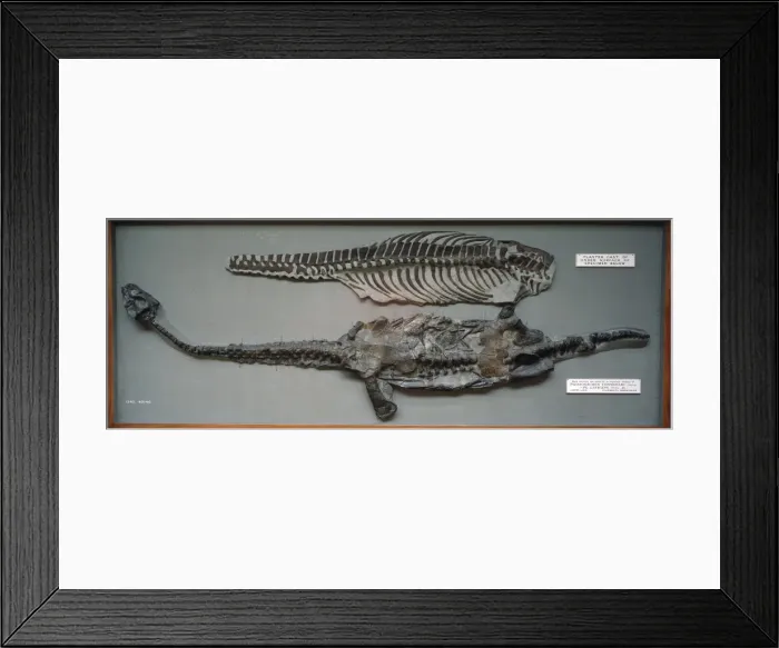 Framed Print : Plesiosaurus conybeari Framed Print : Plesiosaurus conybeari