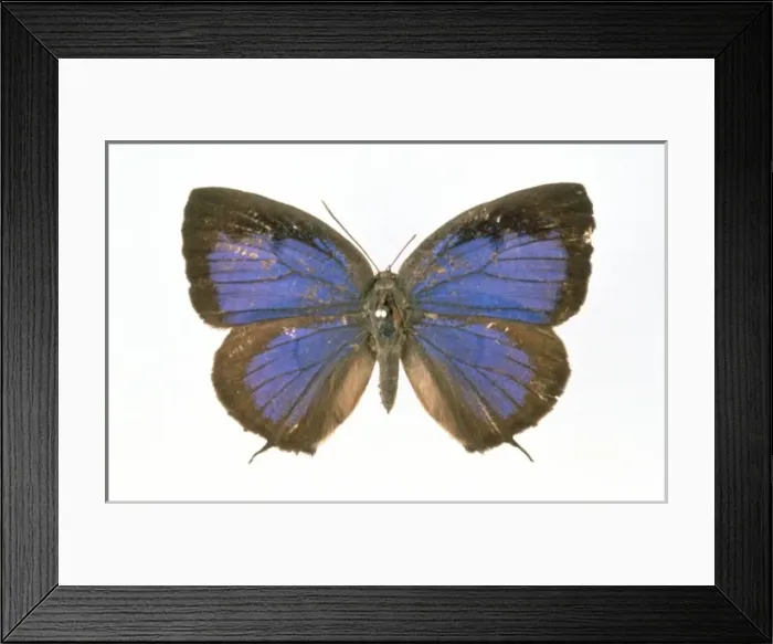 Framed Print : Narathura eumolphus, female green oakblue Framed Print : Narathura eumolphus, female green oakblue
