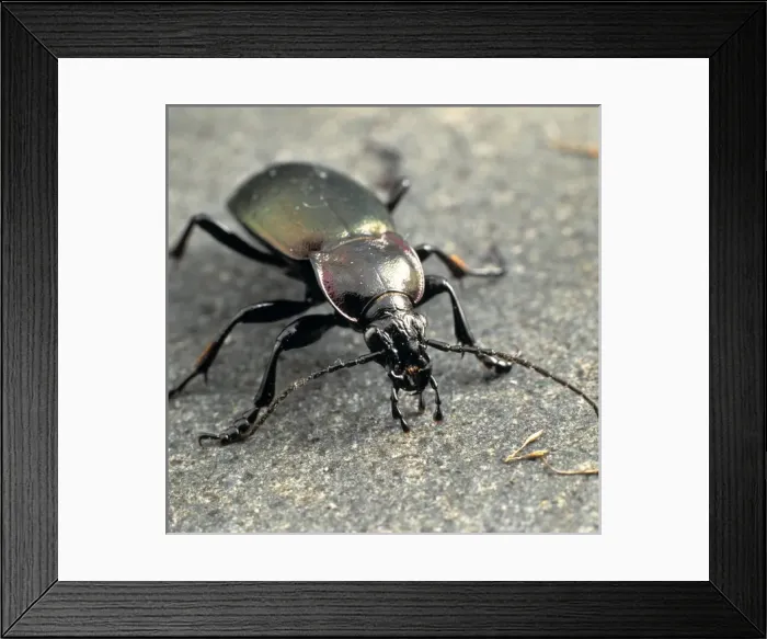 Framed Print : Carabus violaceus, violet ground beetle Framed Print : Carabus violaceus, violet ground beetle