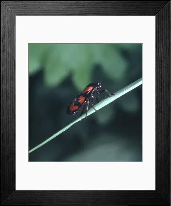 Framed Print : Cercopis vulnerata, black and red froghopper Framed Print : Cercopis vulnerata, black and red froghopper