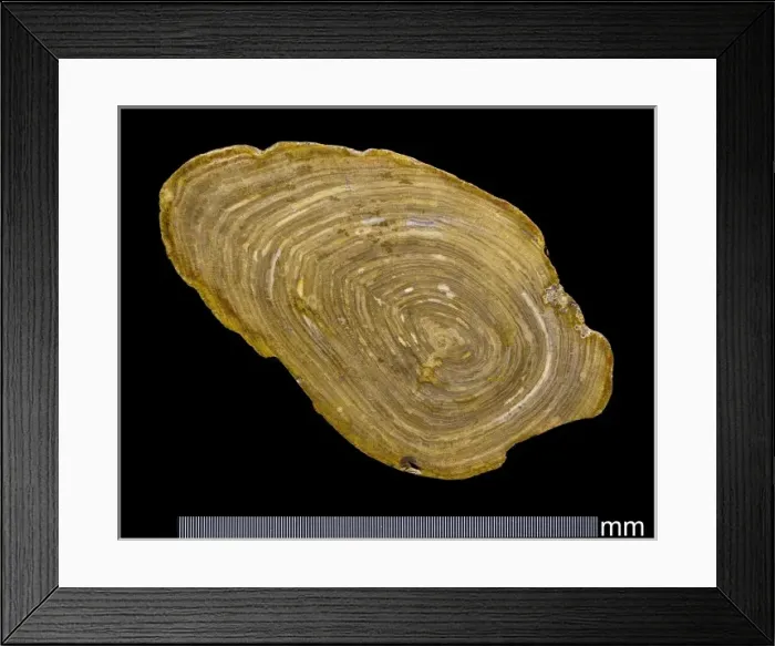 Framed Print : Fossil wood Framed Print : Fossil wood