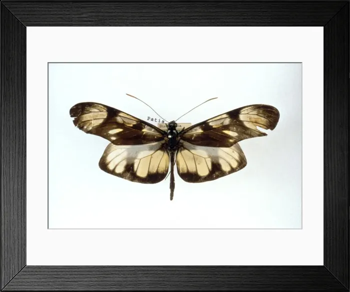 Framed Print : Methona themisto, bates butterfly Framed Print : Methona themisto, bates butterfly